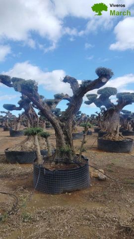 OLEA EUROPAEA REF 05 120/160 HT280/300 PON PON