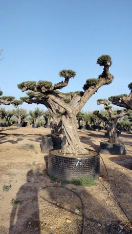 OLEA EUROPAEA REF 05 120/160 HT280/300 PON PON