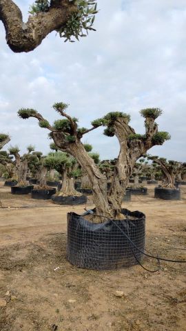 OLEA EUROPAEA REF 05 120/160 HT280/300 PON PON