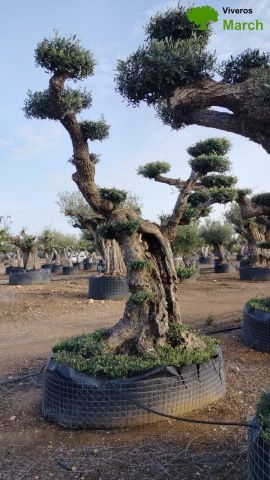 OLEA EUROPAEA REF 05 120/160 HT280/300 PON PON
