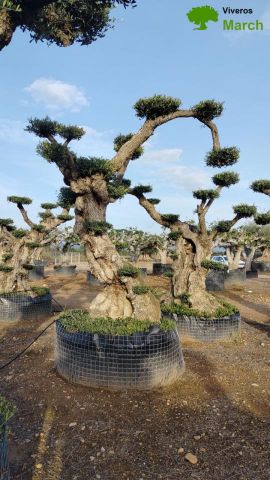 OLEA EUROPAEA REF 05 120/160 HT280/300 PON PON