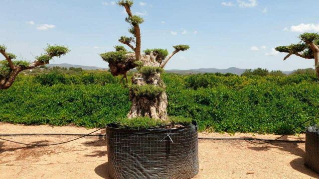 OLEA EUROPAEA REF 06 120/160 HT280/300 PON PON