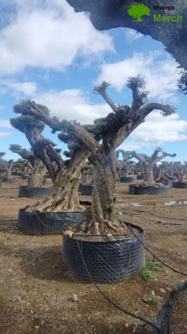 OLEA EUROPAEA REF 06 120/160 HT280/300 PON PON