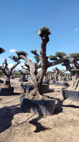 OLEA EUROPAEA REF 06 120/160 HT280/300 PON PON