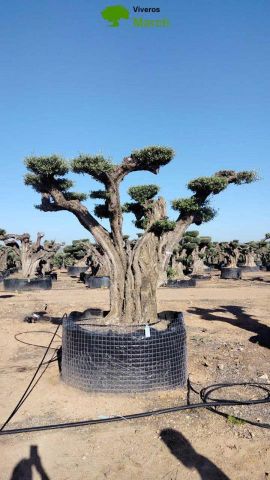 OLEA EUROPAEA REF 06 120/160 HT280/300 PON PON