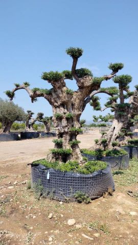 OLEA EUROPAEA REF 06 120/160 HT280/300 PON PON