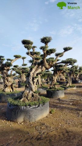 OLEA EUROPAEA REF 06 120/160 HT280/300 PON PON