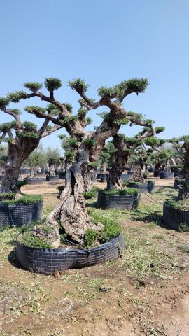 OLEA EUROPAEA REF 06 120/160 HT280/300 PON PON