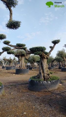 OLEA EUROPAEA REF 06 120/160 HT280/300 PON PON