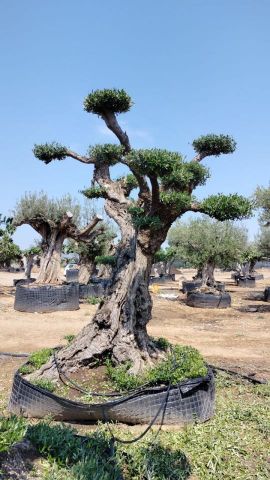 OLEA EUROPAEA REF 06 120/160 HT280/300 PON PON