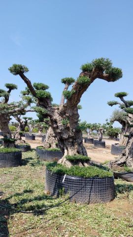 OLEA EUROPAEA REF 06 120/160 HT280/300 PON PON