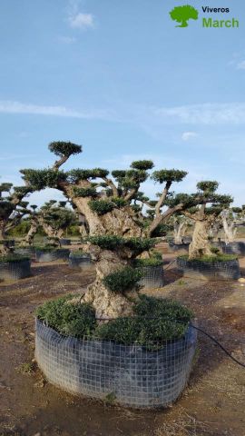 OLEA EUROPAEA REF 06 120/160 HT280/300 PON PON