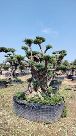 OLEA EUROPAEA REF 06 120/160 HT280/300 PON PON