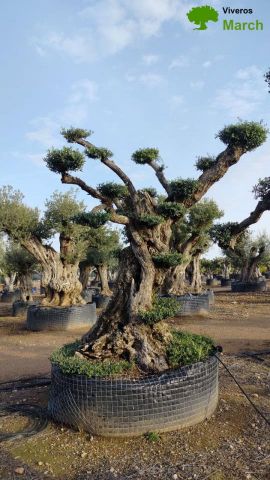 OLEA EUROPAEA REF 06 120/160 HT280/300 PON PON