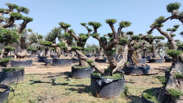 OLEA EUROPAEA REF 06 120/160 HT280/300 PON PON