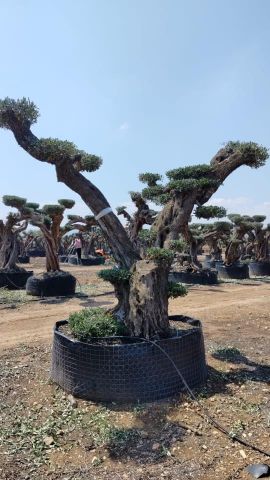 OLEA EUROPAEA REF 06 120/160 HT280/300 PON PON