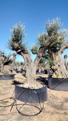 OLEA EUROPAEA REF 06 120/160 HT280/300 PON PON