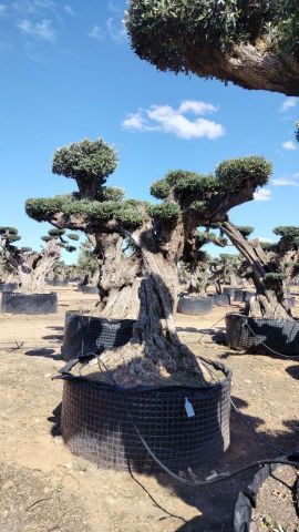 OLEA EUROPAEA REF 07 120/160 HT280/300 PON PON