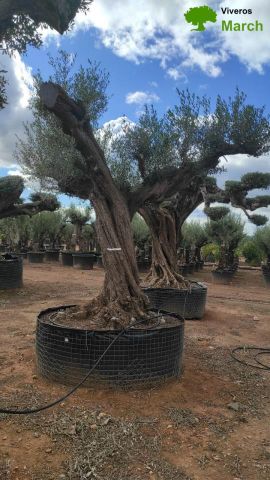 OLEA EUROPAEA REF 07 120/160 HT280/300 PON PON
