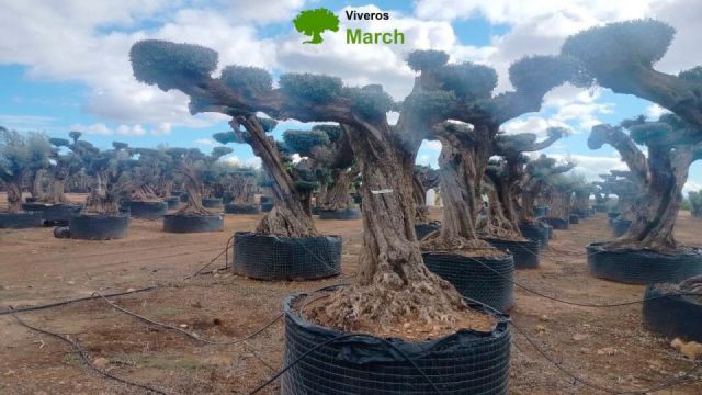 OLEA EUROPAEA REF 07 120/160 HT280/300 PON PON
