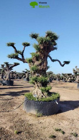 OLEA EUROPAEA REF 07 120/160 HT280/300 PON PON