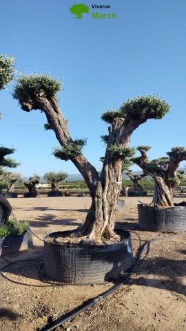 OLEA EUROPAEA REF 07 120/160 HT280/300 PON PON