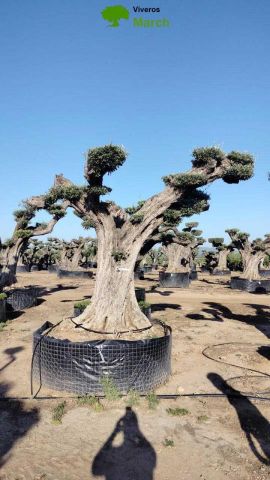 OLEA EUROPAEA REF 07 120/160 HT280/300 PON PON