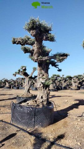 OLEA EUROPAEA REF 07 120/160 HT280/300 PON PON