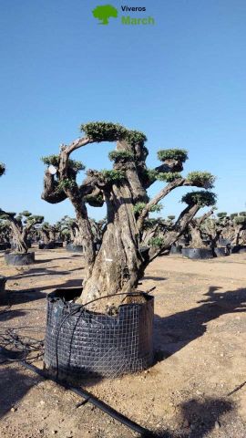 OLEA EUROPAEA REF 07 120/160 HT280/300 PON PON