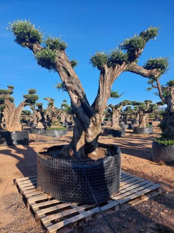 OLEA EUROPAEA REF 07 120/160 HT280/300 PON PON