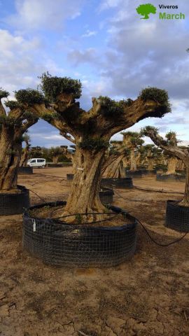 OLEA EUROPAEA REF 08 120/160 HT 280/300 PON PON