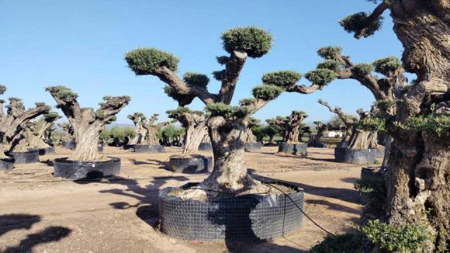 OLEA EUROPAEA REF 08 120/160 HT 280/300 PON PON