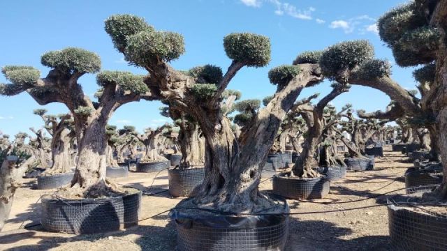 OLEA EUROPAEA REF 09 120/160 HT 280/300 PON PON