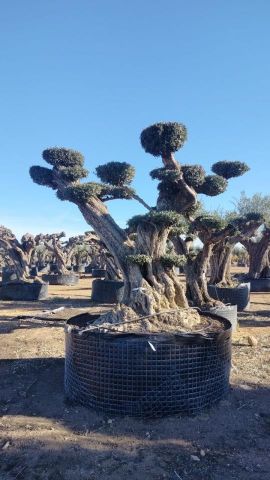 OLEA EUROPAEA REF 09 120/160 HT 280/300 PON PON