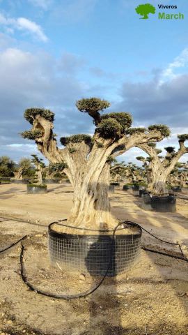 OLEA EUROPAEA REF 09 120/160 HT 280/300 PON PON