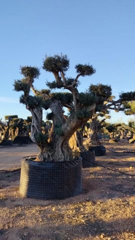 OLEA EUROPAEA REF 07 120/160 HT280/300 PON PON