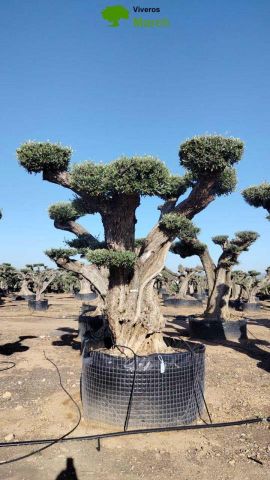 OLEA EUROPAEA REF 07 120/160 HT280/300 PON PON
