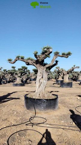 OLEA EUROPAEA REF 07 120/160 HT280/300 PON PON