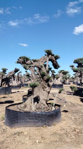 OLEA EUROPAEA REF 10 160/180 HT300/350 PON PON