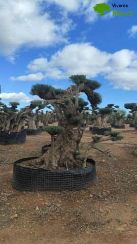 OLEA EUROPAEA REF 10 160/180 HT300/350 PON PON