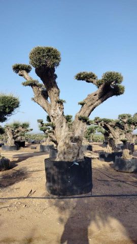 OLEA EUROPAEA REF 10 160/180 HT300/350 PON PON