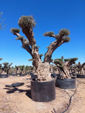 OLEA EUROPAEA REF 10 160/180 HT300/350 PON PON
