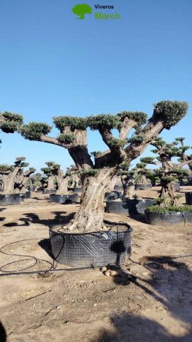OLEA EUROPAEA REF 10 160/180 HT300/350 PON PON