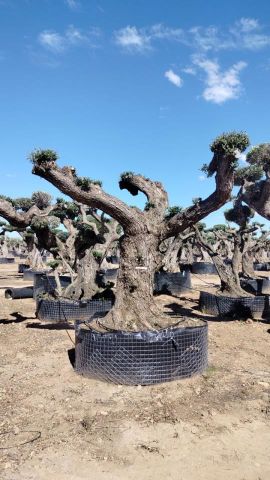 OLEA EUROPAEA REF 11 160/180 HT300/350 PON PON
