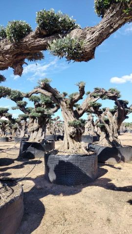 OLEA EUROPAEA REF 11 160/180 HT300/350 PON PON