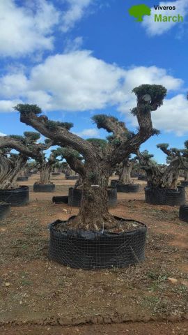 OLEA EUROPAEA REF 11 160/180 HT300/350 PON PON