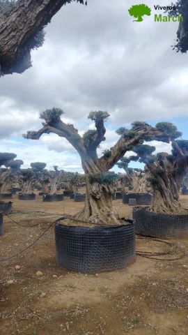 OLEA EUROPAEA REF 11 160/180 HT300/350 PON PON