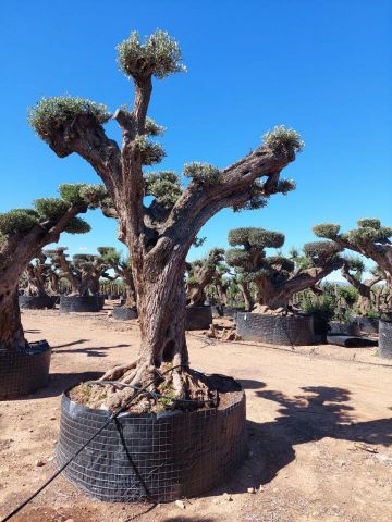 OLEA EUROPAEA REF 11 160/180 HT300/350 PON PON