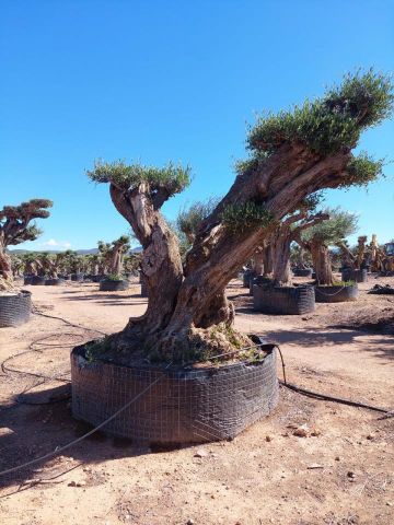 OLEA EUROPAEA REF 11 160/180 HT300/350 PON PON