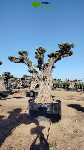 OLEA EUROPAEA REF 11 160/180 HT300/350 PON PON